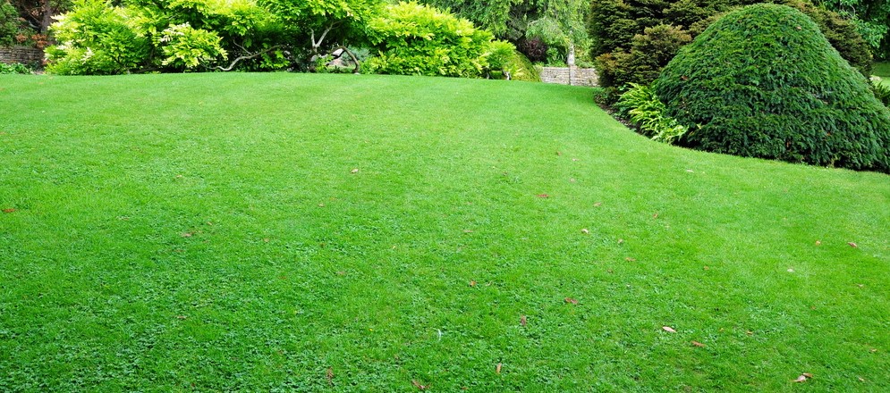 Trawnik w ogrodzie
