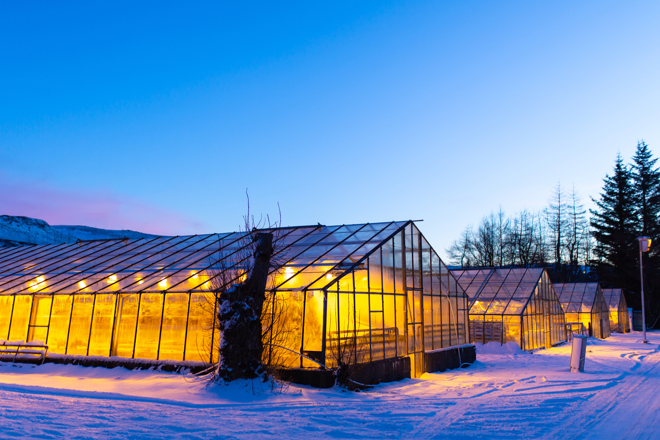 Szklarnie przemysłowe do uprawy roślin w zimie