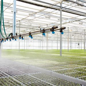 Wnętrze nowoczesnej szklarni z zaawansowanym systemem nawadniania i pielęgnacji roślin