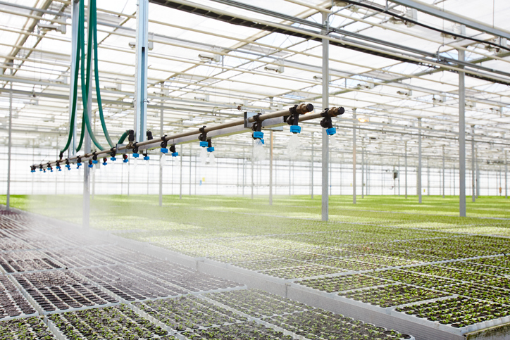 Wnętrze nowoczesnej szklarni z zaawansowanym systemem nawadniania i pielęgnacji roślin