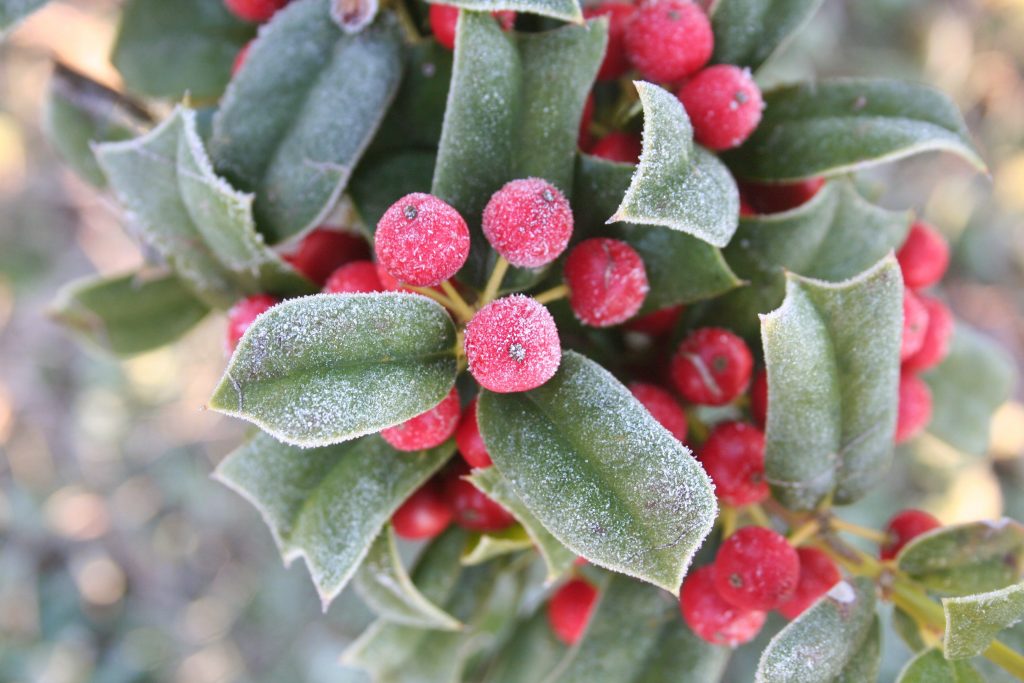 Przymrozek na zielonych liściach i czerwonych jagodach drzewa Holly.