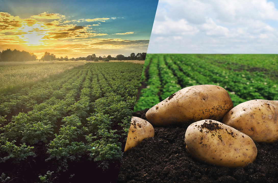 Zwiększ potencjał uprawy dzięki nawadnianiu ziemniaków