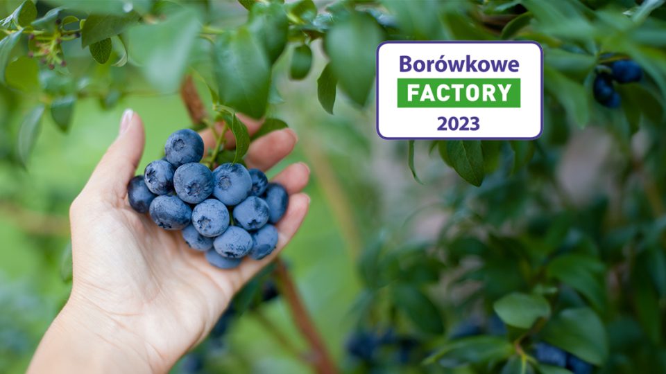Borówkowe Factory 2023